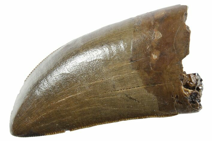 Pristine Serrated Tyrannosaurus (T rex) Tooth - Montana #355459